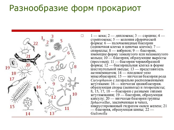 Разнообразие форм прокариот 1 — кокк; 2 — диплококк; 3 —