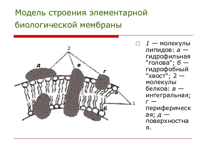 Модель строения элементарной биологической мембраны 1 — молекулы липидов: а —