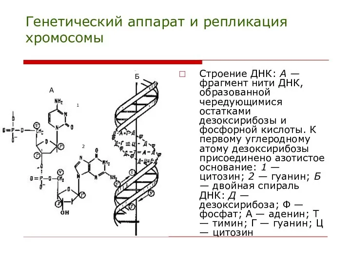 Генетический аппарат и репликация хромосомы Строение ДНК: А — фрагмент нити