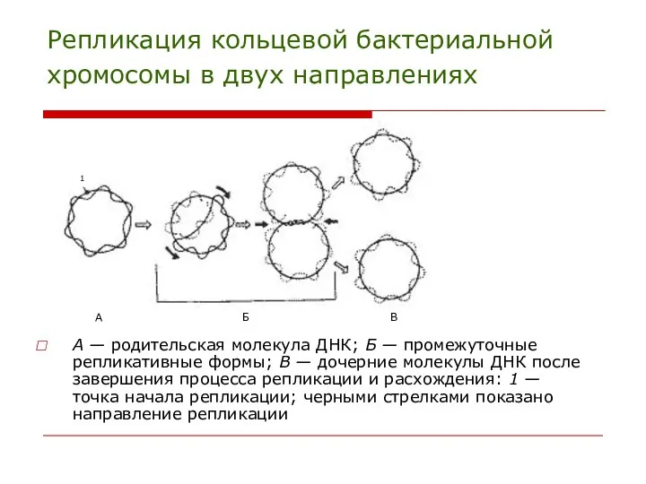 Репликация кольцевой бактериальной хромосомы в двух направлениях А — родительская молекула