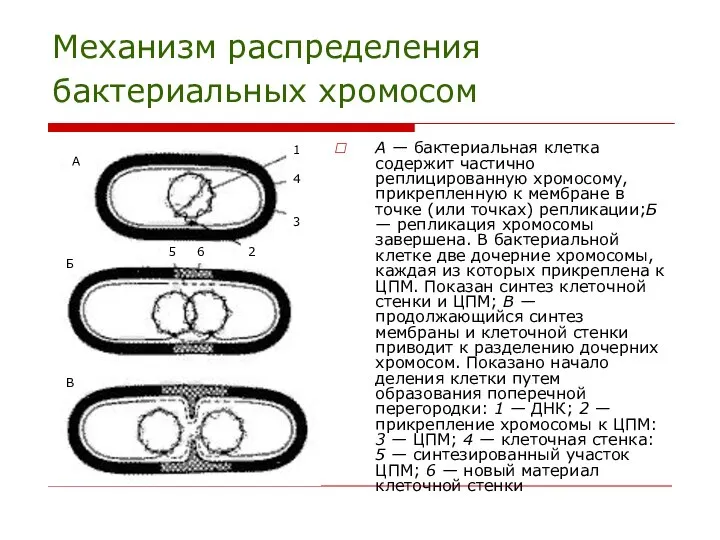 Механизм распределения бактериальных хромосом А — бактериальная клетка содержит частично реплицированную
