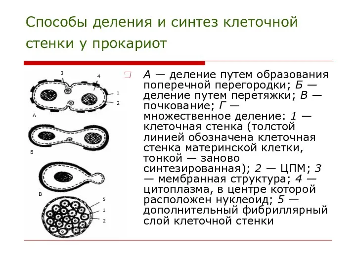 Способы деления и синтез клеточной стенки у прокариот А — деление