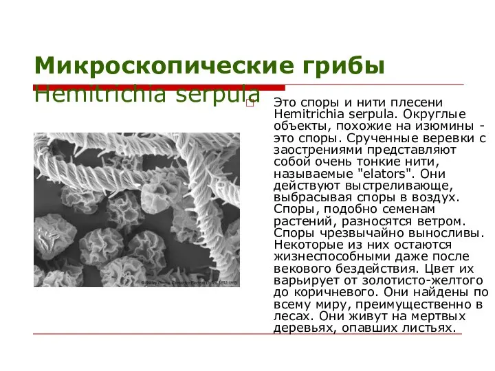 Микроскопические грибы Hemitrichia serpula Это споры и нити плесени Hemitrichia serpula.