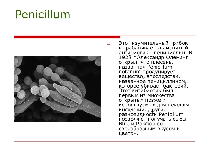 Penicillum Этот изумительный грибок вырабатывает знаменитый антибиотик - пенициллин. В 1928