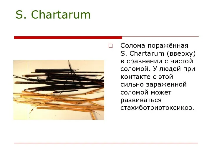 S. Chartarum Солома поражённая S. Chartarum (вверху) в сравнении с чистой