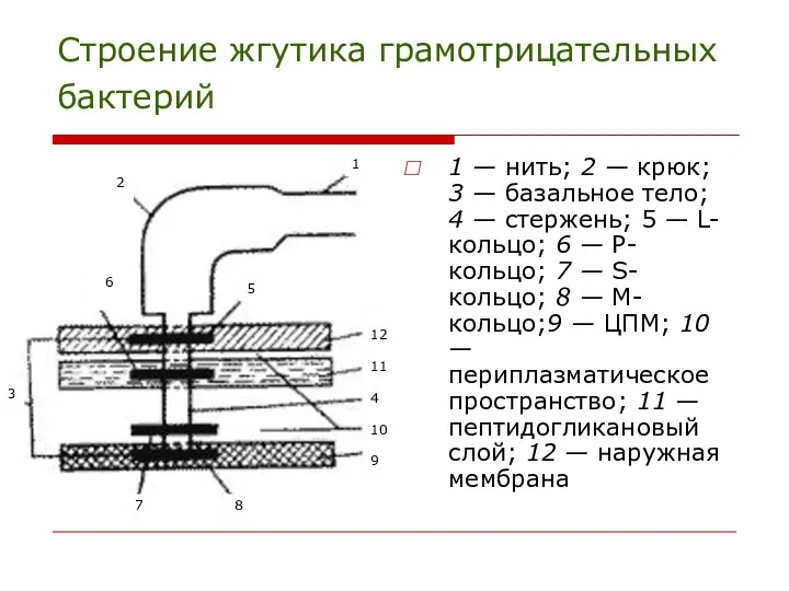 Строение жгутика грамотрицательных бактерий 1 — нить; 2 — крюк; 3