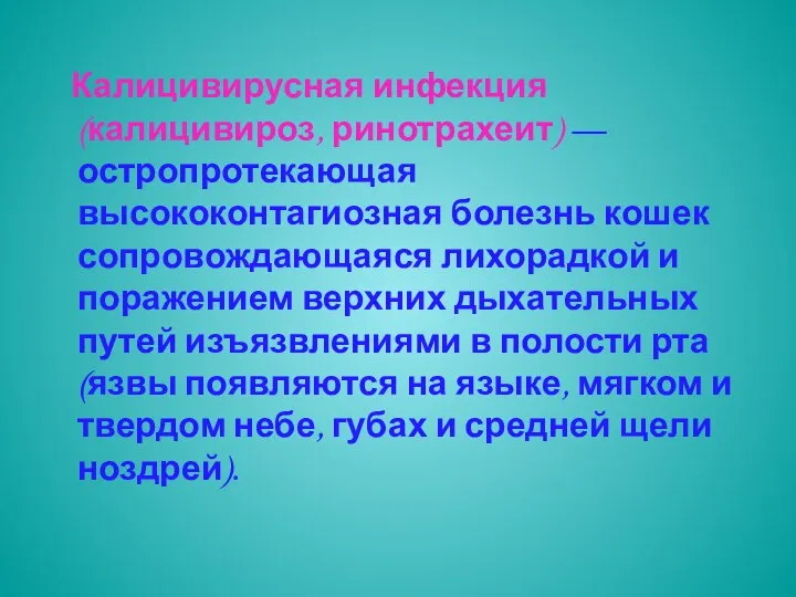 Калицивирусная инфекция (калицивироз, ринотрахеит) — остропротекающая высококонтагиозная болезнь кошек сопровождающаяся лихорадкой