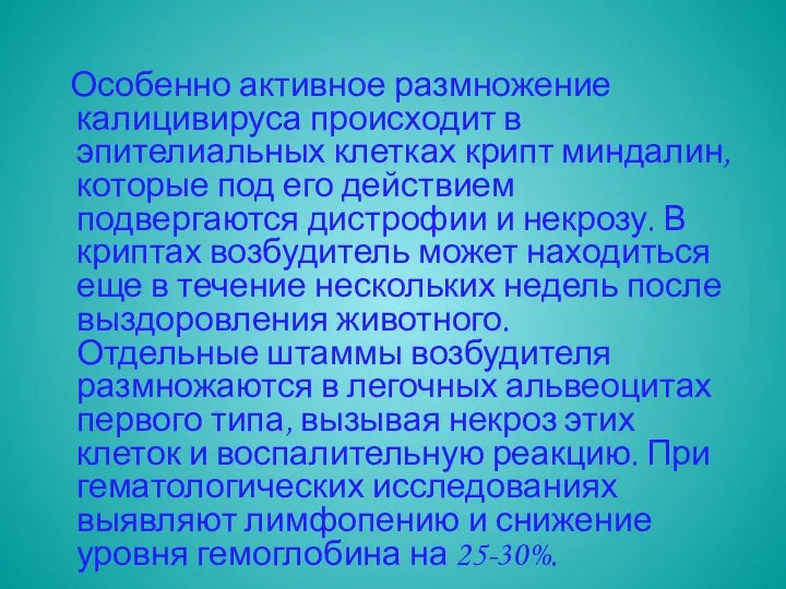 Особенно активное размножение калицивируса происходит в эпителиальных клетках крипт миндалин, которые