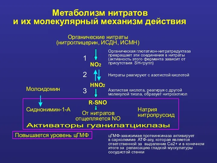 Органические нитраты (нитроглицерин, ИСДН, ИСМН) NO 2 НNO 2 R-SNO Молсидомин