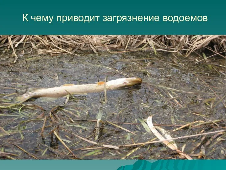 К чему приводит загрязнение водоемов