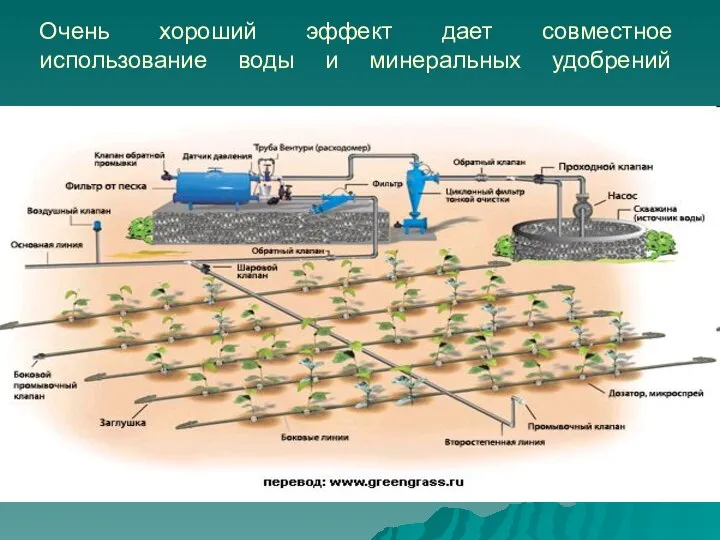 Очень хороший эффект дает совместное использование воды и минеральных удобрений