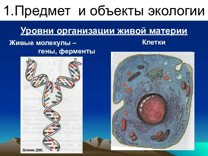 1.Предмет и объекты экологии Уровни организации живой материи Живые молекулы – гены, ферменты Клетки