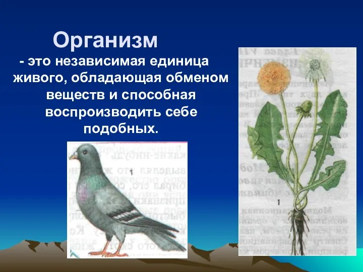 Организм - это независимая единица живого, обладающая обменом веществ и способная воспроизводить себе подобных.