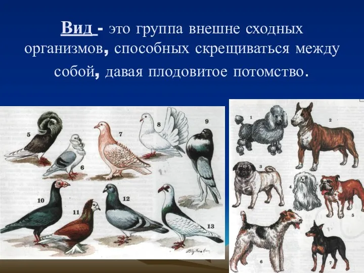 Вид - это группа внешне сходных организмов, способных скрещиваться между собой, давая плодовитое потомство.