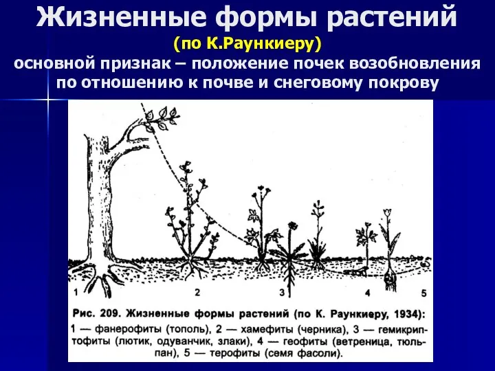 Жизненные формы растений (по К.Раункиеру) основной признак – положение почек возобновления