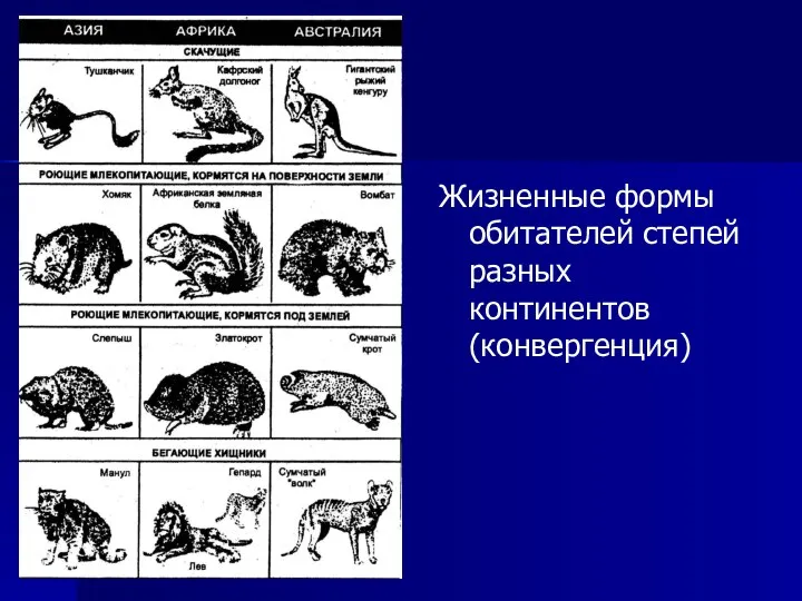 Жизненные формы обитателей степей разных континентов (конвергенция)