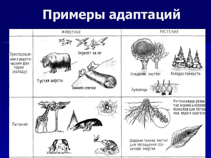 Примеры адаптаций