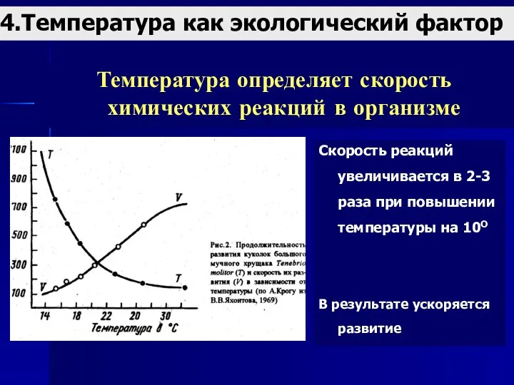 4.Температура как экологический фактор Температура определяет скорость химических реакций в организме