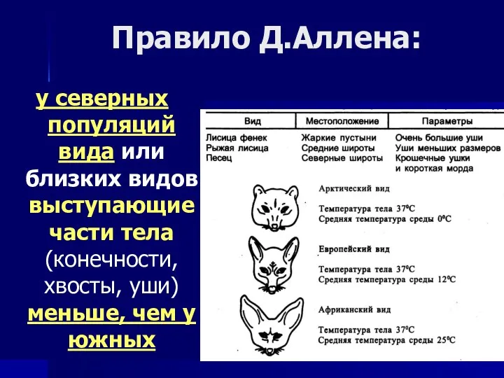 Правило Д.Аллена: у северных популяций вида или близких видов выступающие части