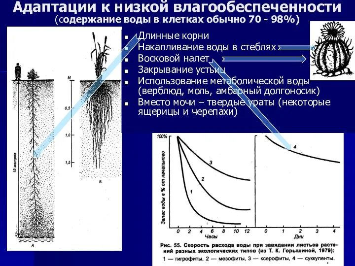 Адаптации к низкой влагообеспеченности (содержание воды в клетках обычно 70 -