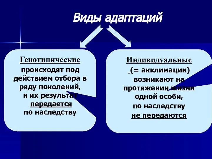 Виды адаптаций Генотипические происходят под действием отбора в ряду поколений, и