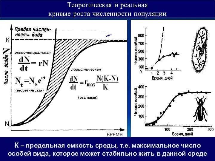 К – предельная емкость среды, т.е. максимальное число особей вида, которое