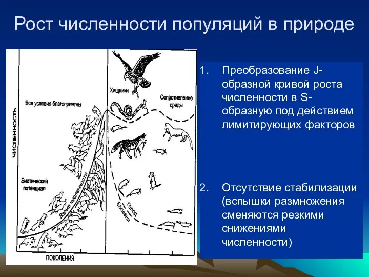 Рост численности популяций в природе Преобразование J-образной кривой роста численности в