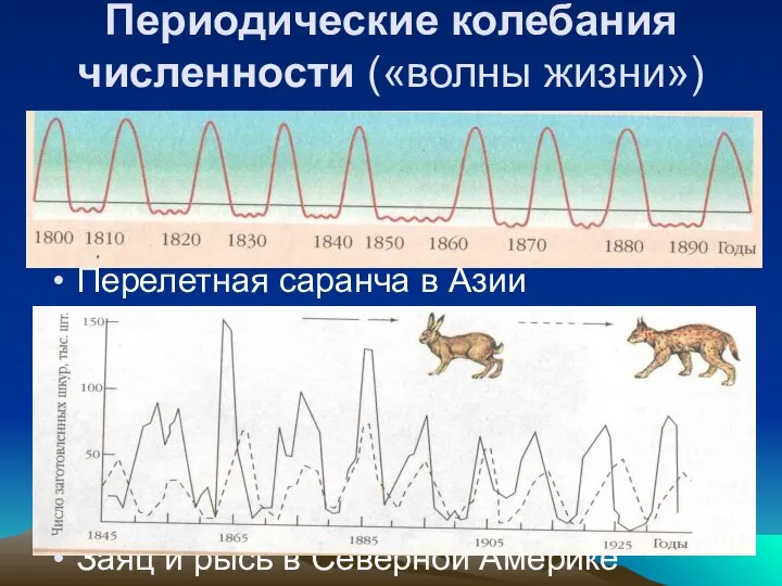 Периодические колебания численности («волны жизни») Перелетная саранча в Азии Заяц и рысь в Северной Америке