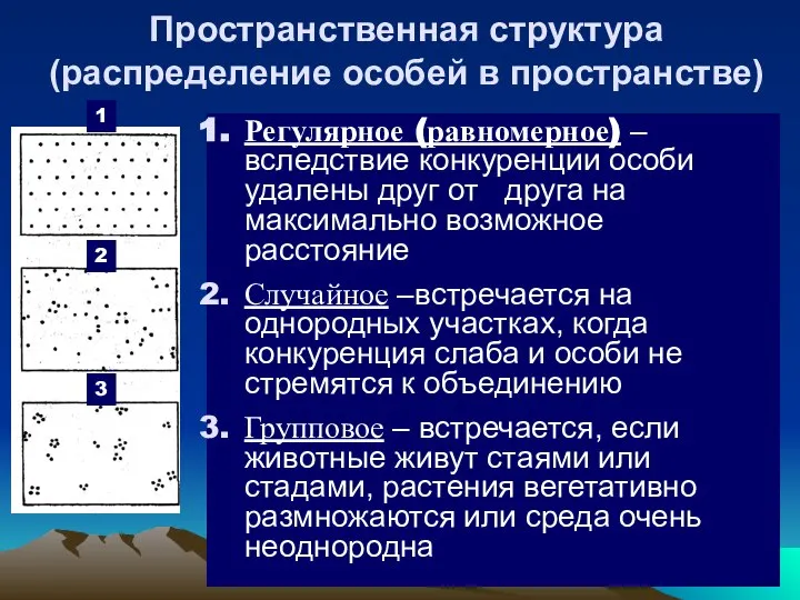 Пространственная структура (распределение особей в пространстве) Регулярное (равномерное) – вследствие конкуренции