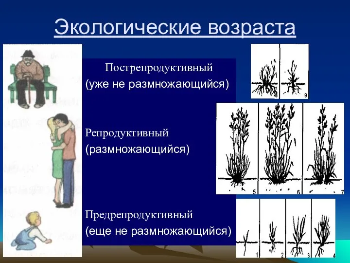 Экологические возраста Пострепродуктивный (уже не размножающийся) Репродуктивный (размножающийся) Предрепродуктивный (еще не размножающийся)