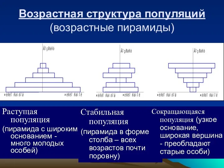 Возрастная структура популяций (возрастные пирамиды) Растущая популяция (пирамида с широким основанием