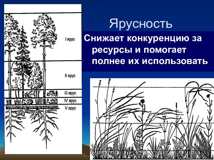 Ярусность Снижает конкуренцию за ресурсы и помогает полнее их использовать