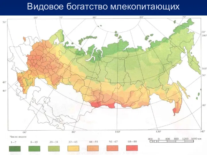 Видовое богатство млекопитающих