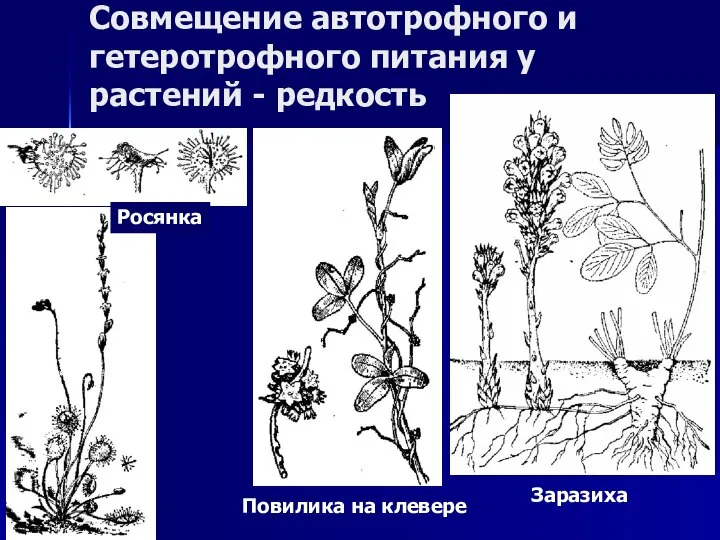 Совмещение автотрофного и гетеротрофного питания у растений - редкость Заразиха Повилика на клевере Росянка