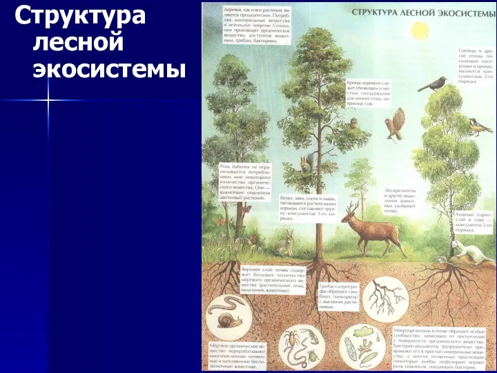 Структура лесной экосистемы
