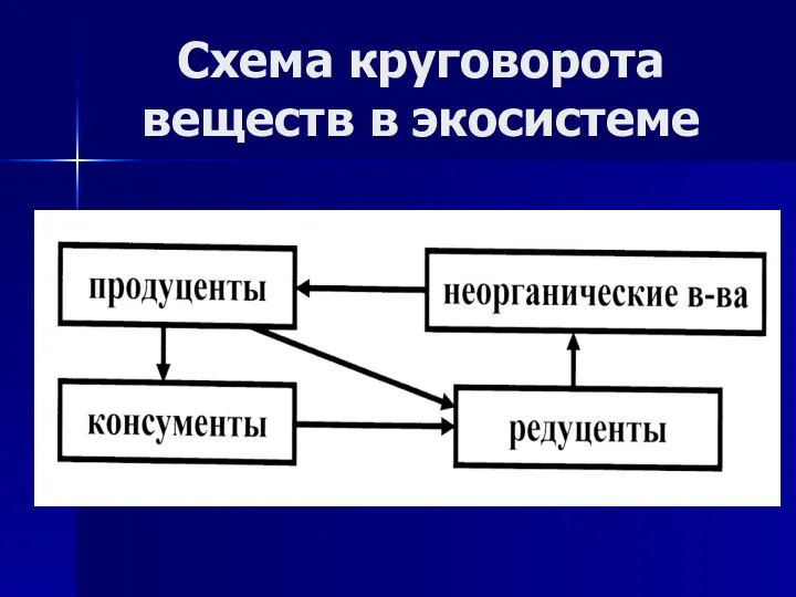 Схема круговорота веществ в экосистеме