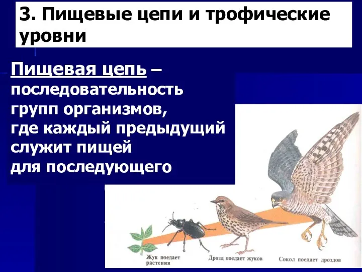 3. Пищевые цепи и трофические уровни Пищевая цепь – последовательность групп