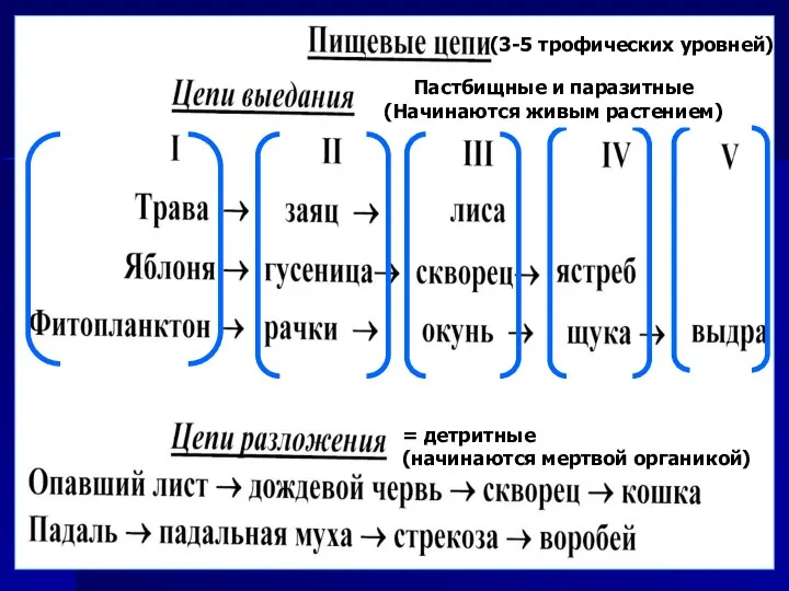 (3-5 трофических уровней) Пастбищные и паразитные (Начинаются живым растением) = детритные (начинаются мертвой органикой)