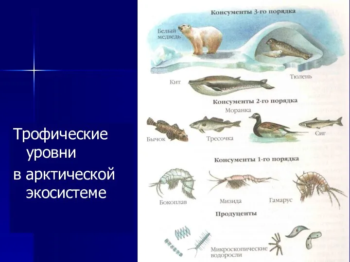 Трофические уровни в арктической экосистеме