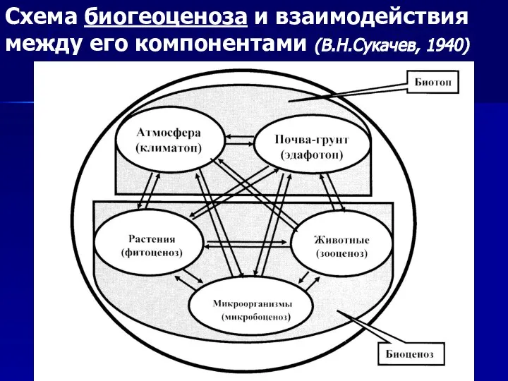 Схема биогеоценоза и взаимодействия между его компонентами (В.Н.Сукачев, 1940)