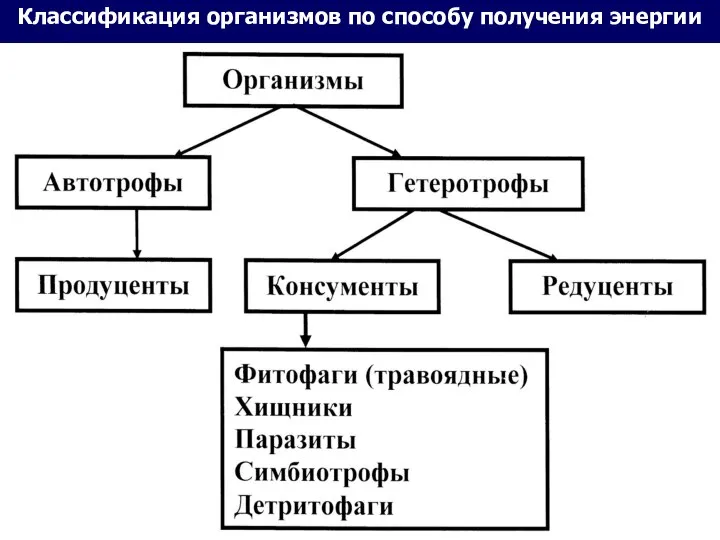 Классификация организмов по способу получения энергии