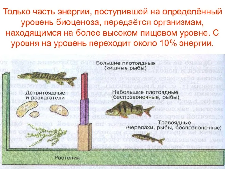 Только часть энергии, поступившей на определённый уровень биоценоза, передаётся организмам, находящимся