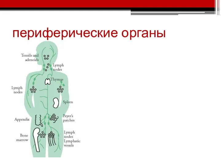 периферические органы