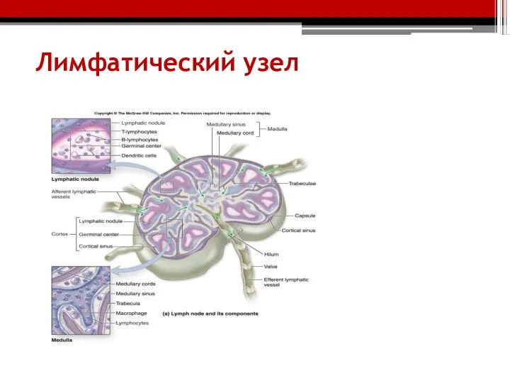 Лимфатический узел