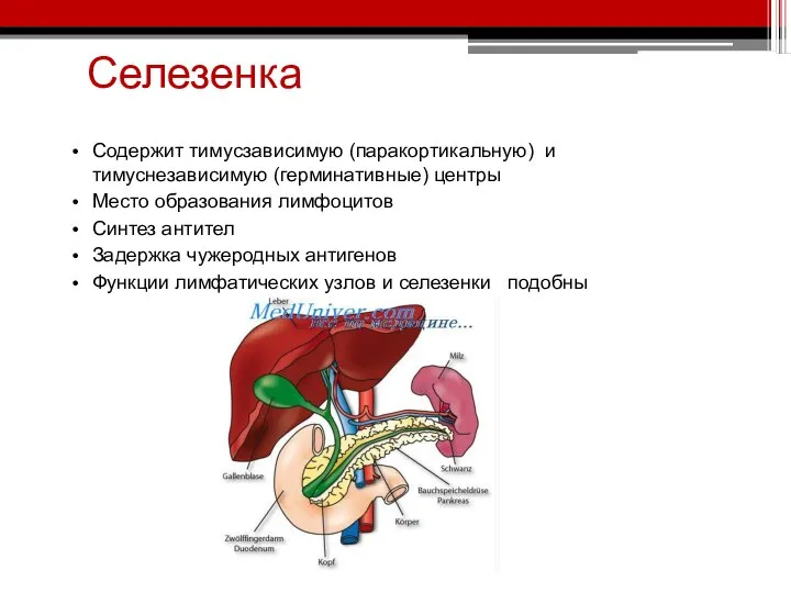 Селезенка Содержит тимусзависимую (паракортикальную) и тимуснезависимую (герминативные) центры Место образования лимфоцитов