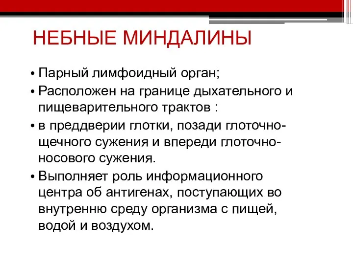 НЕБНЫЕ МИНДАЛИНЫ Парный лимфоидный орган; Расположен на границе дыхательного и пищеварительного