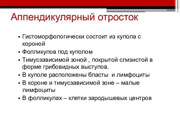 Аппендикулярный отросток Гистоморфологически состоит из купола с короной Фолликулов под куполом