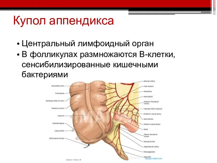 Купол аппендикса Центральный лимфоидный орган В фолликулах размножаются В-клетки, сенсибилизированные кишечными бактериями