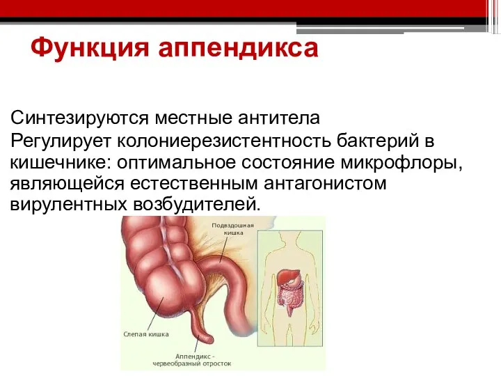 Функция аппендикса Синтезируются местные антитела Регулирует колониерезистентность бактерий в кишечнике: оптимальное