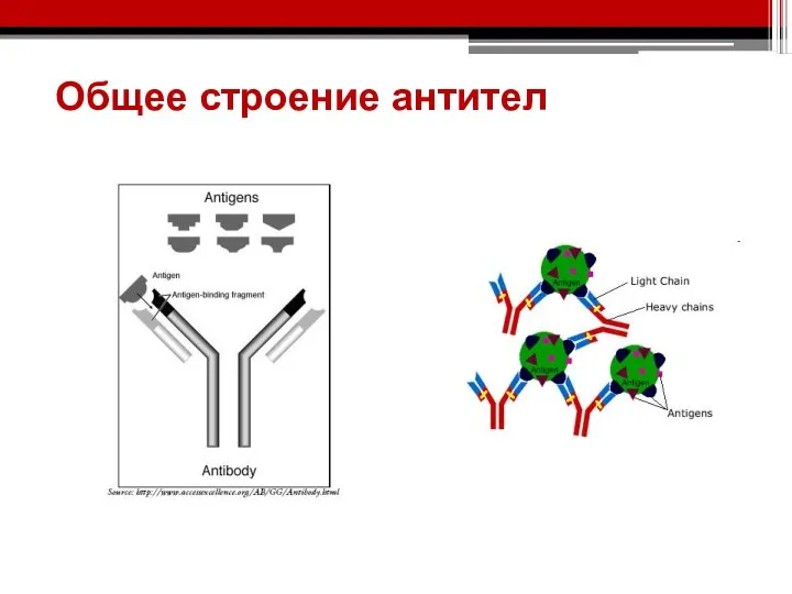 Общее строение антител